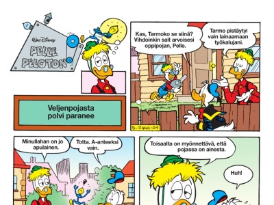 Veljenpojasta polvi paranee