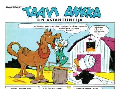 Taavi Ankka on asiantuntija